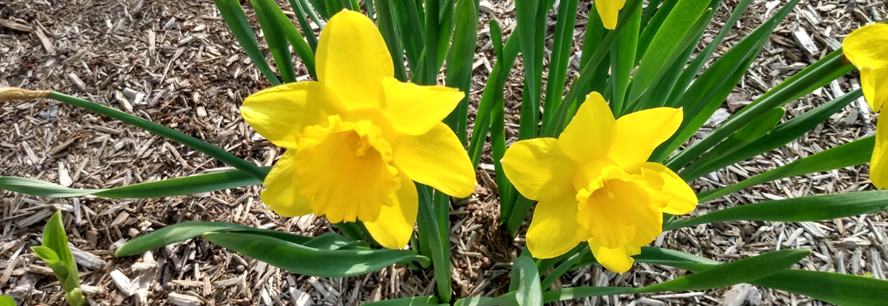 BAnner - Daffodills
